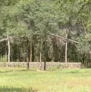 The Lost Woods