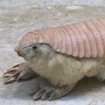 Pink Fairy Armadillo
