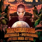 Mandragora