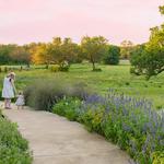 LBJ Wildflower Center