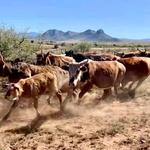 Clyne Country Campout 