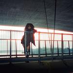 Nashelle