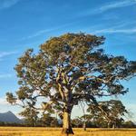 Dreaming in the Pacific Northwest