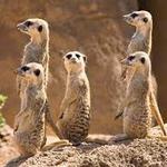 All Stop Car Cruise presents: Smokin' Meerkats