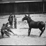 Trophy Mules acoustic in Edwardsville, IL