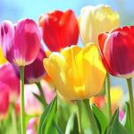 Almost April Fools at Cadenza