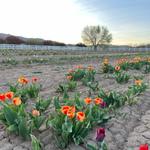 Andelin Family Farm - Baby Animal and Tulips Festival