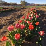 Andelin Family Farm - Baby Animal and Tulips Festival