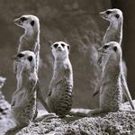 the Barrel Inn presents: Smokin' Meerkats