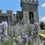 Barrel Creek Revival at the Lavender Festival
