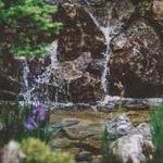 RHS Chelsea Flower Show