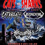 Cats vs Sharks: The battle for the north