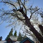 Sierra Pines Resort - 3 pm