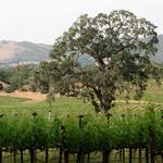 IN A LANDSCAPE: Campovida