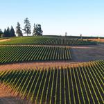IN A LANDSCAPE: Soter Vineyards