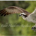 FISHER HAWK & RONSTADT