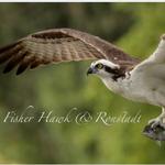 HOUSE CONCERT: FISHER HAWK & RONSTADT 