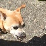 Joel Astley with special guests The Stacy Jones Band