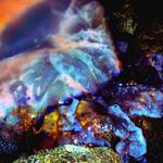 Katana Koala Kiwi Live "Il territorio delle meduse".