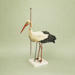 Passepartout Duo Live