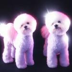 World Peace Corporation