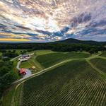Freddie Long at Sugarloaf Mountain VIneyard