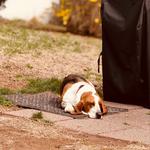 Gathering Of The Paws - Animal Fundraiser @ Twelve Percent Beer Project