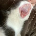 Joel Astley and friends featuring Roland