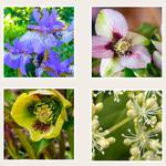 Garden Party Auction/Fundraiser w/live music from Aurora & Antheia