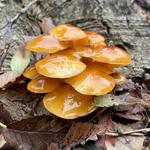 Des Moines Mushroom Festival