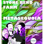 Metasequoia at Stonebend Farm
