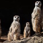 Full Mile presents: Smokin' Meerkats