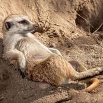 Rut-Rohs presents: Smokin' meerkats