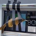 Street Carp