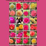 Rose Fair 