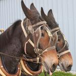 Trophy Mules at Stovall's Grove!
