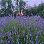 Live in the Lavender