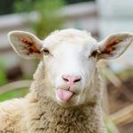 Sheep & Nasty #5
