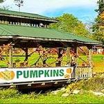 Pumpkin Pandemonium!