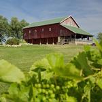 Jeni Grouws Band at Tabor Winery's 30th Anniversary Festival