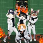 DC w/ Fantastic Cat
