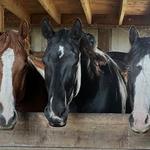 Held by The Herd- Equine Didgeridoo / Reiki Sound Bath Experience 