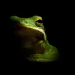Frogg