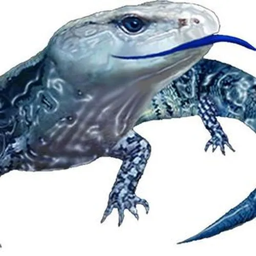 Blue Tongue Management