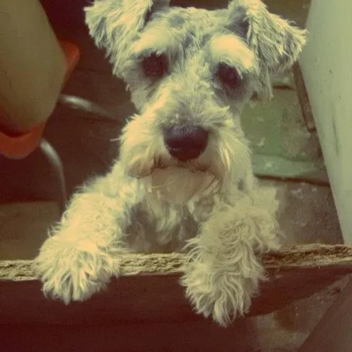 Hansel