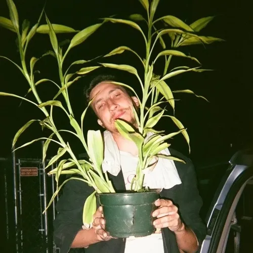 Jesse the Tree