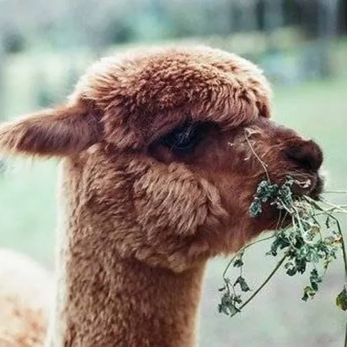 Llama