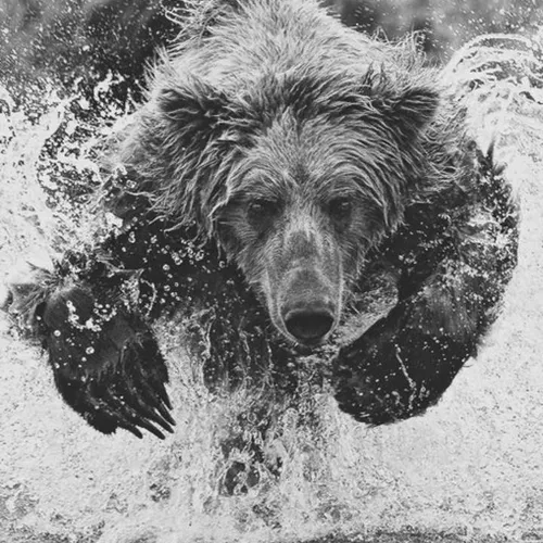 grizz