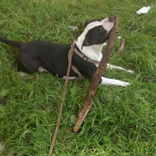 Kojo