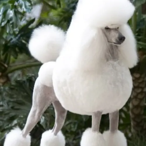 Pooch